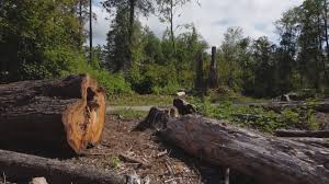 Best Tree Trimming and Pruning  in Blythe, CA