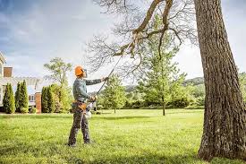  Blythe, CA Tree Removal Pros