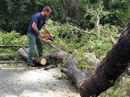 Best Arborist Consultation Services  in Blythe, CA
