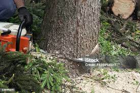 Best Tree Maintenance Programs  in Blythe, CA