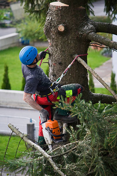 Best Lawn Grading and Leveling  in Blythe, CA