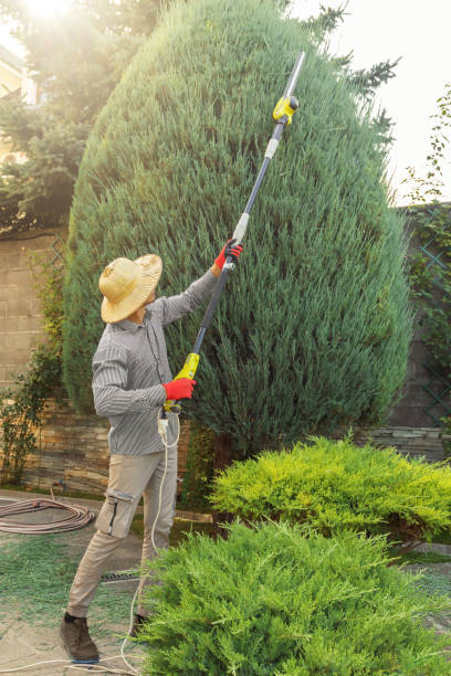 Best Grass Overseeding  in Blythe, CA